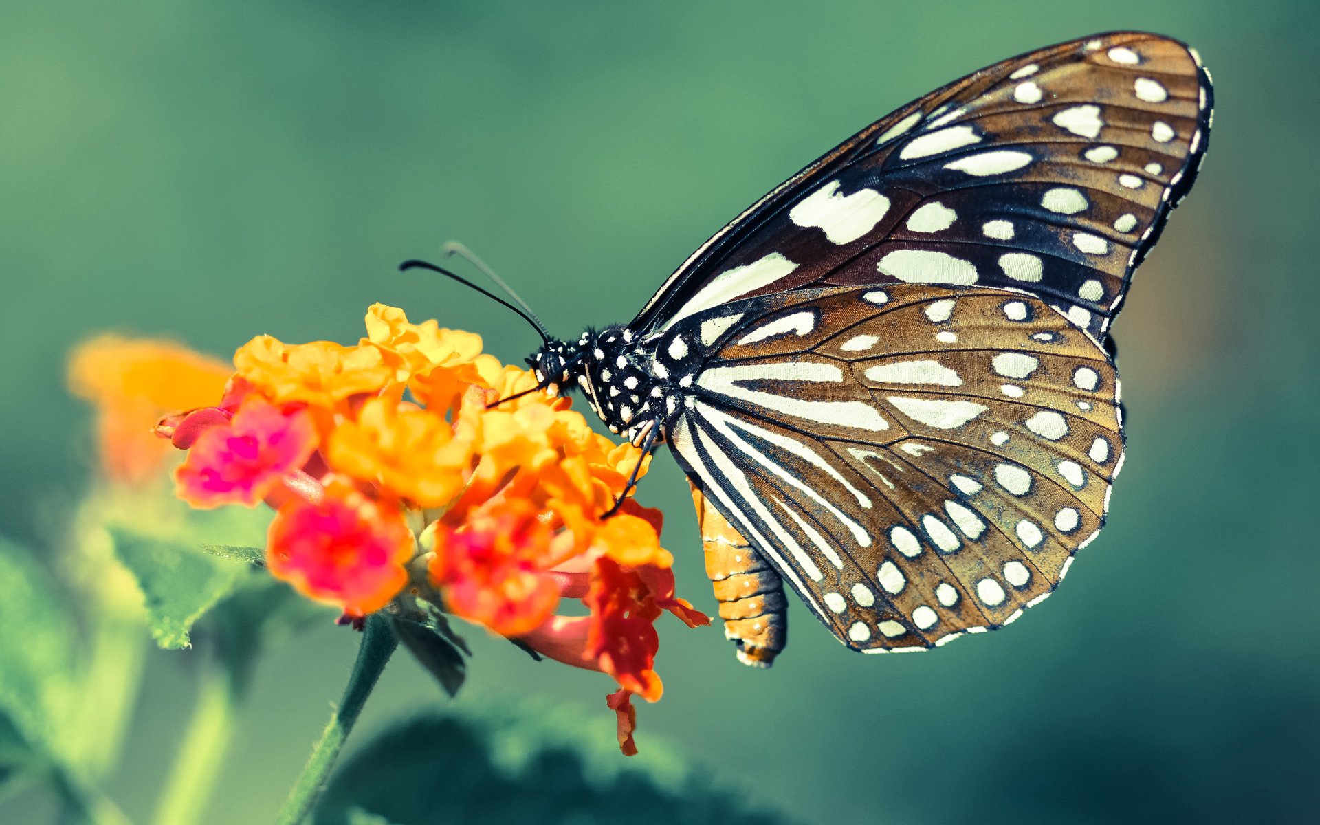 足球不会撒谎，当欧冠之夜折射伊拉克的血与火