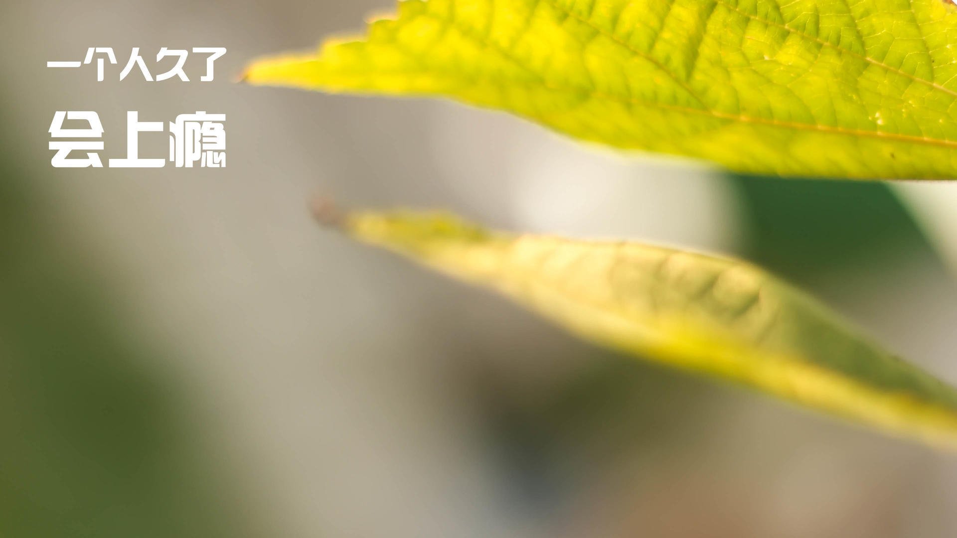 绿茵光影与枫叶旗帜,当欧冠之夜见证另一种加冕