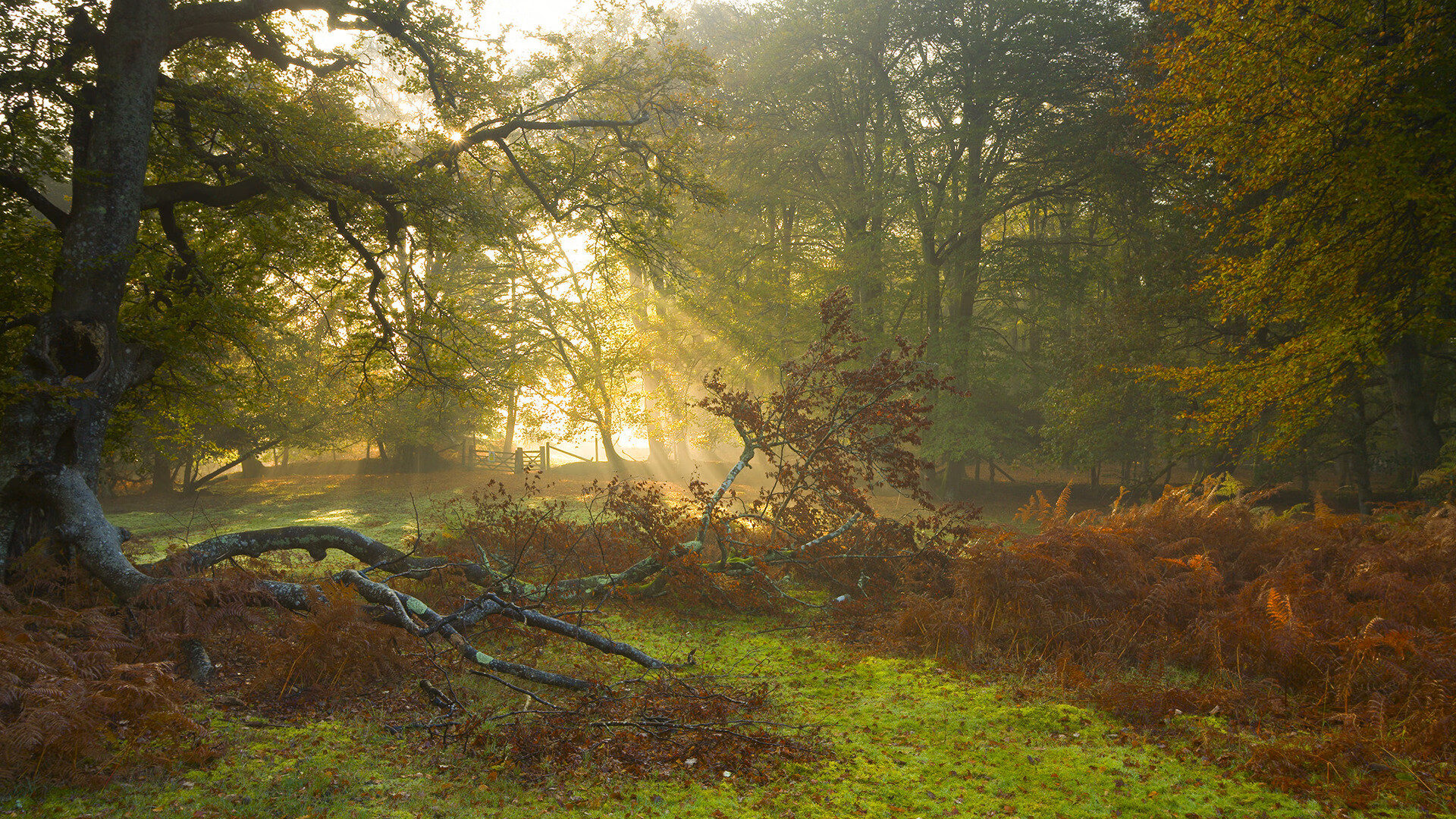 跨界巅峰,广厦队篮球场上的魔术征服,哈利伯顿F1赛道上的冠军接管