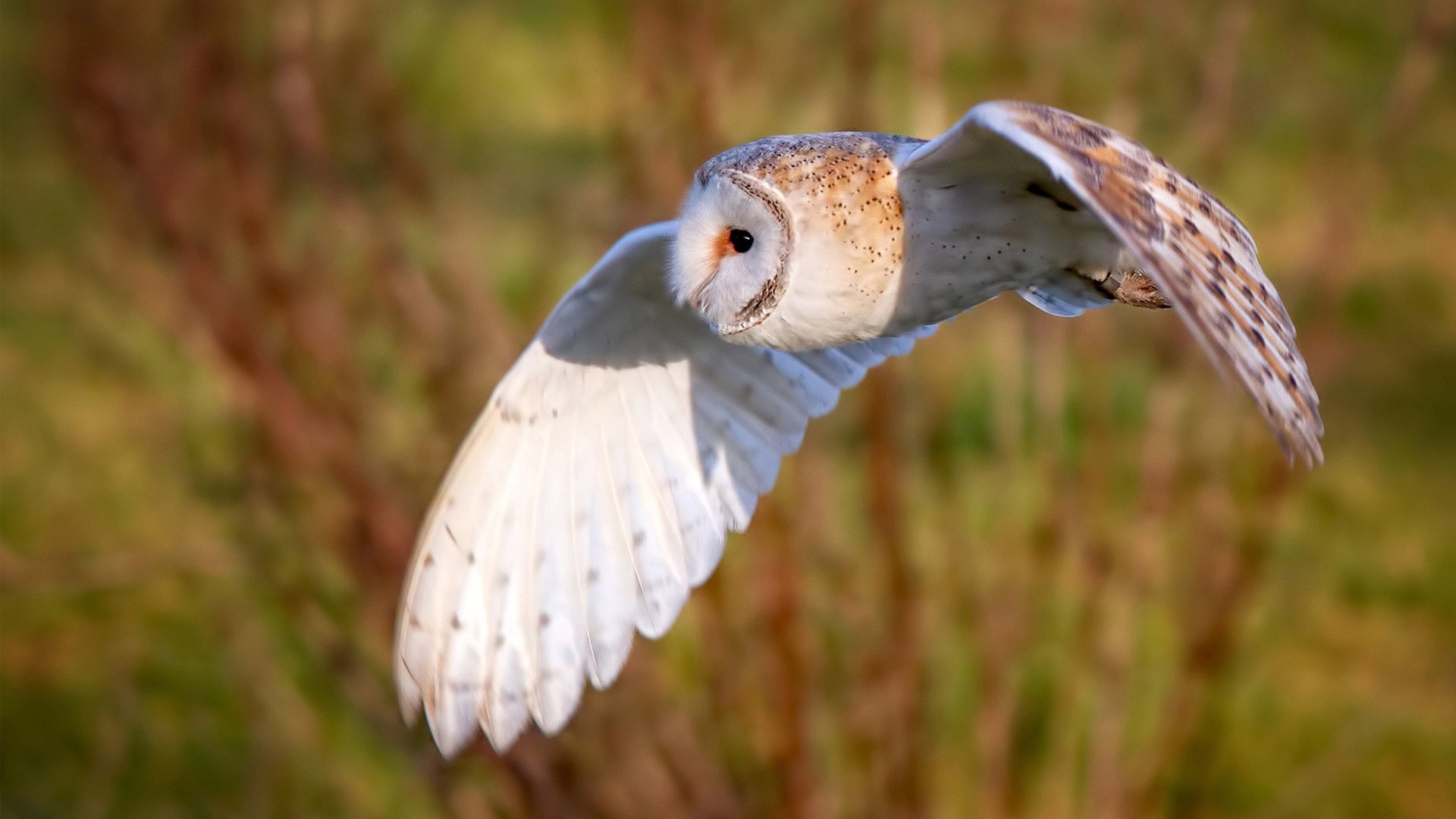 铁血锁链，拉文用防守宣告全面进化，活塞在他面前寸步难行
