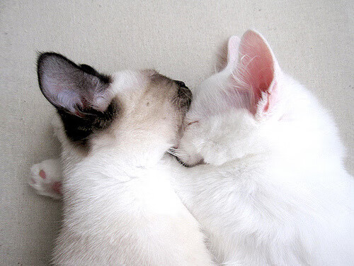 步行者绝杀森林狼,锡安季后赛主宰比赛—NBA季后赛的激情时刻