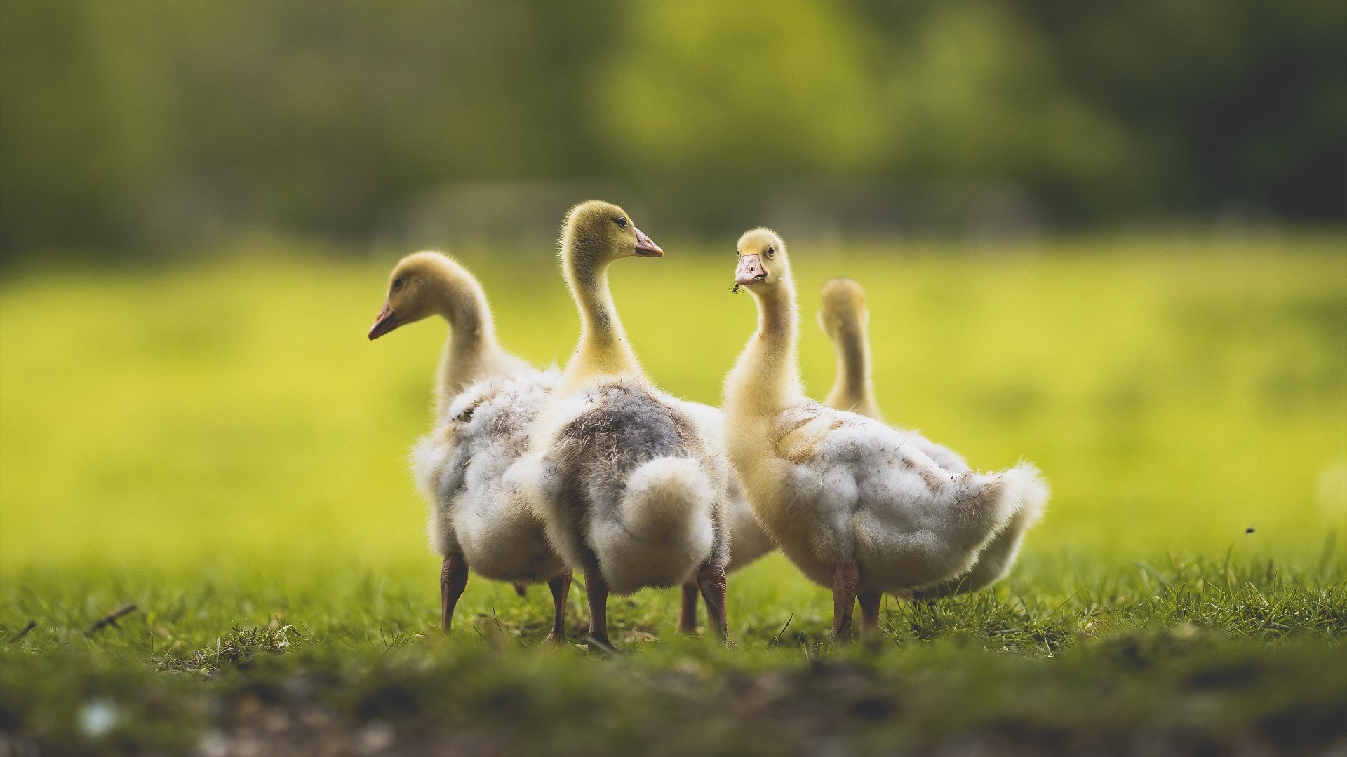 冰封奥兰多,灼热双子星—森林狼坚韧擒魔术,贝恩一锤定音的关键先生之夜