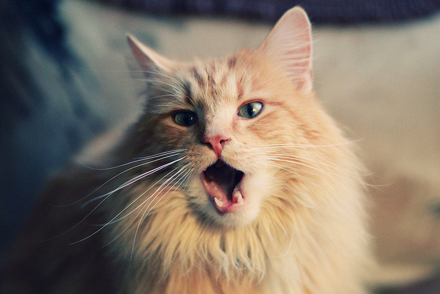 补时绝杀！加克波惊天一掷改写历史，葡萄牙险胜背后的唯一性救赎