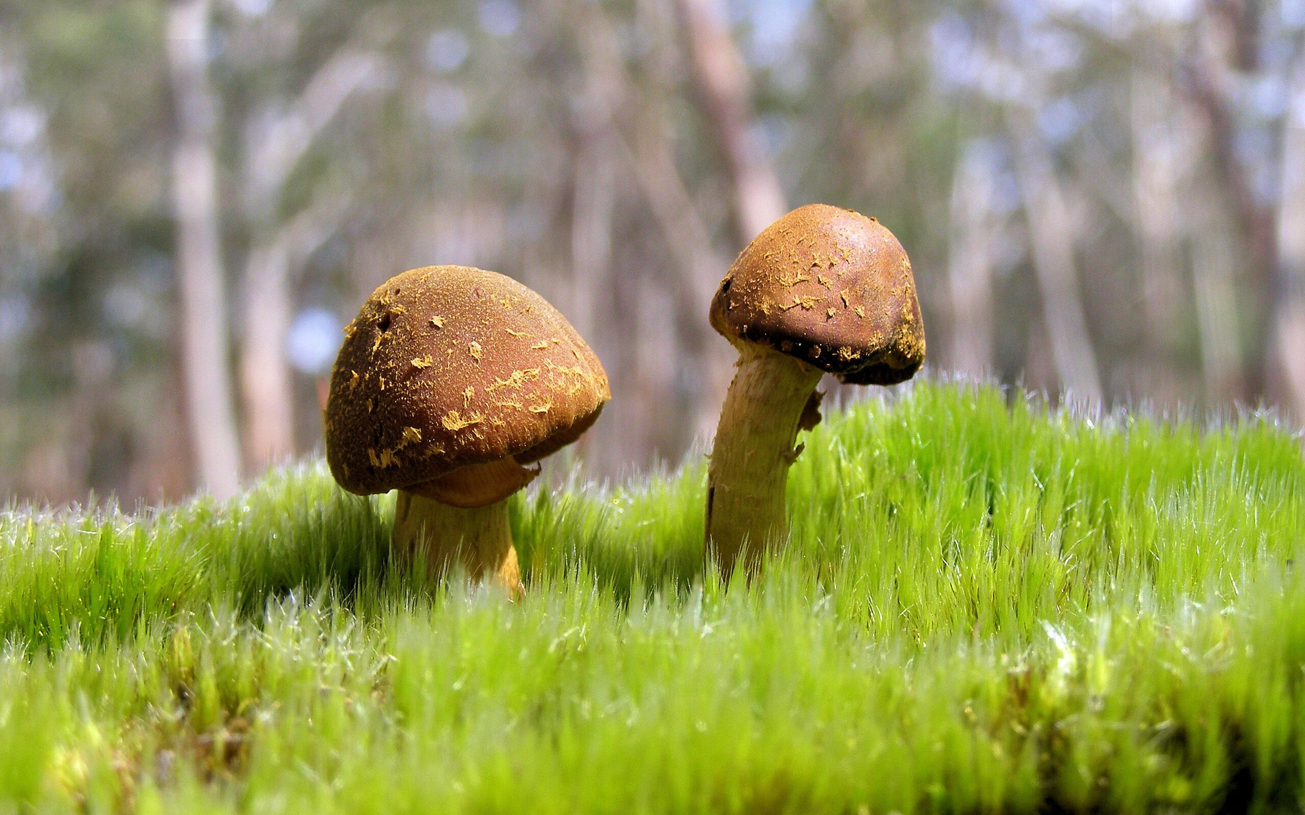 穹顶之上，当广东宏远在平行时空终结太阳