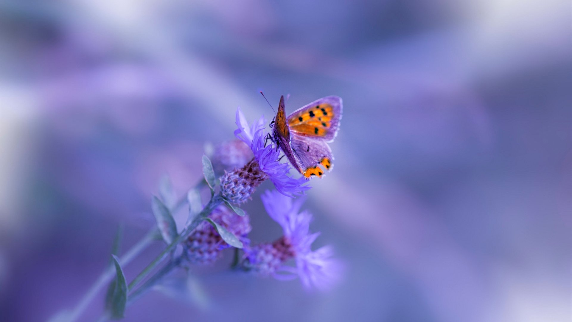 逆转之夜，从东决到世预赛的竞技史诗