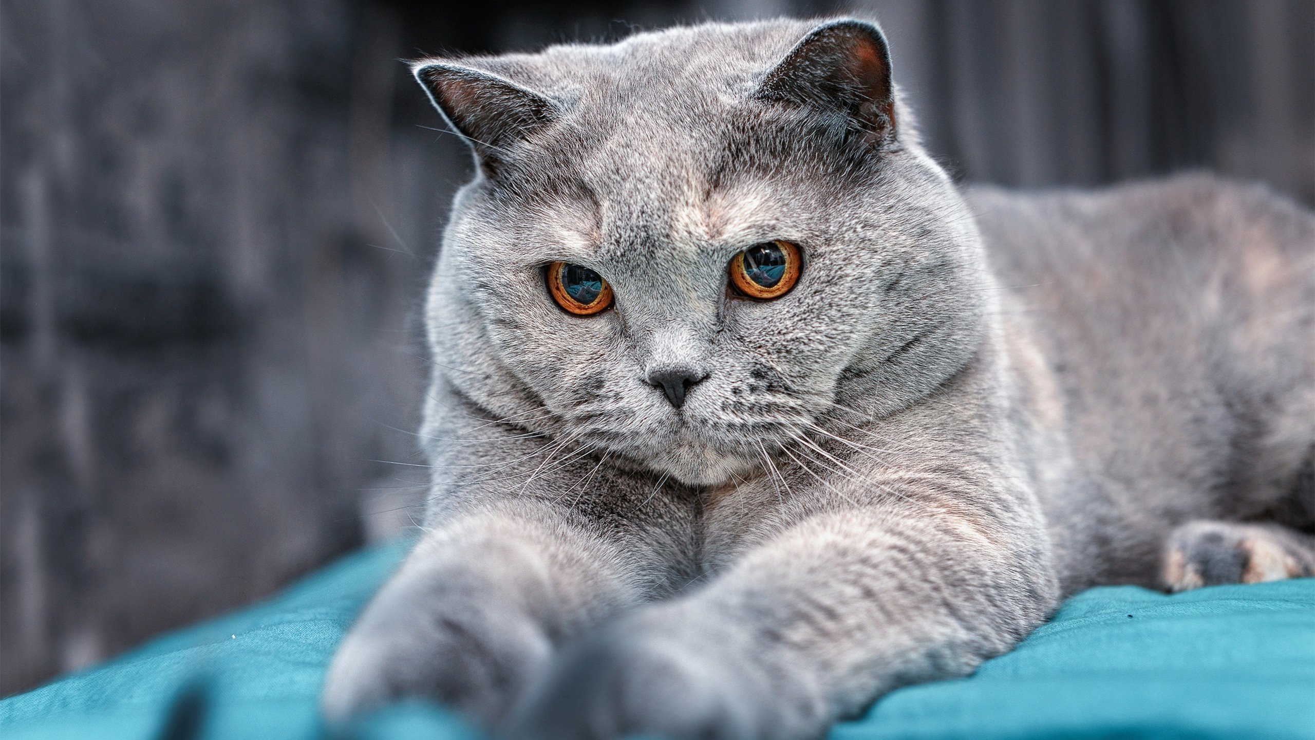 福克斯如交响乐指挥家,猛龙横扫热火的节奏掌控艺术