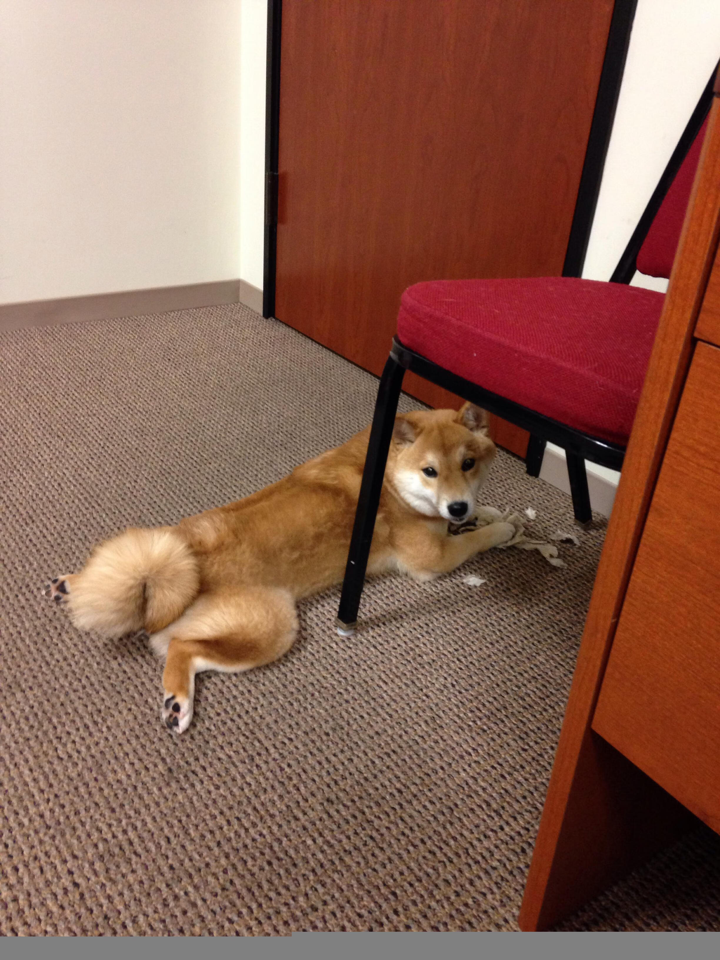 绿茵场与谈判桌,维尼修斯的光芒与伊朗的末节逆转