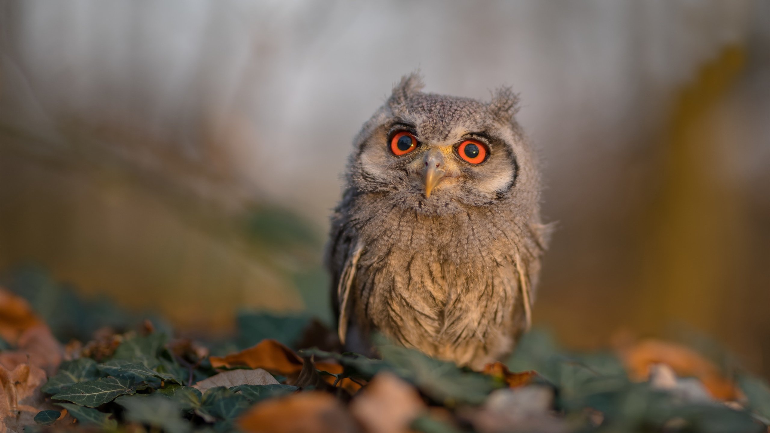 不存在的较量，唯一的传奇，当北京队拿下尼克斯，塔图姆成为东方智慧下的关键先生