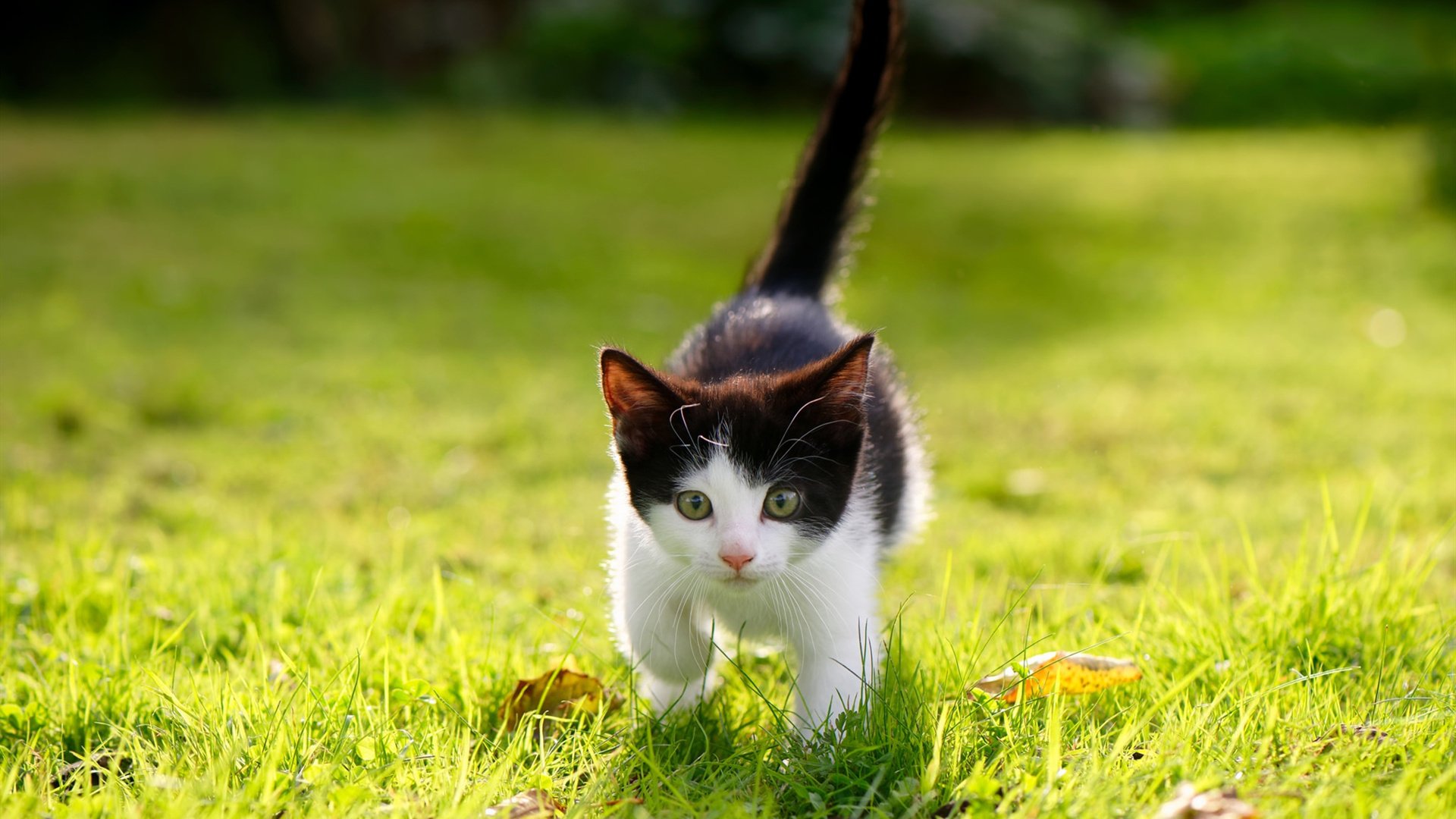 阿拉巴的钢铁意志,比利时的黄金一瞬,当巨星价值遇上限时绝杀