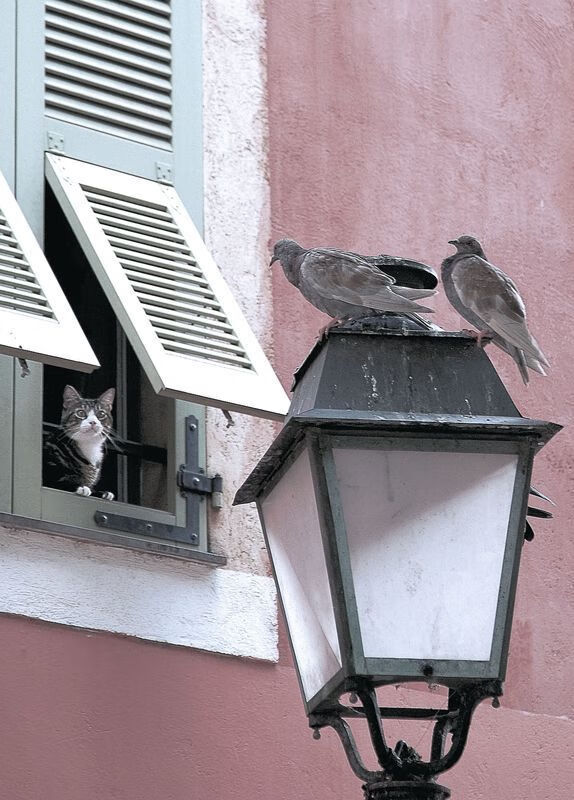 拉什福德关键进球定乾坤，荷兰元素如何悄然重塑切尔西