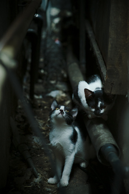 破局!巴西关键战突围伊拉克,内马尔圣保罗之夜的绝对主宰