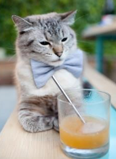 夏洛特风暴席卷京华,拉梅洛完美发挥助黄蜂制霸北京