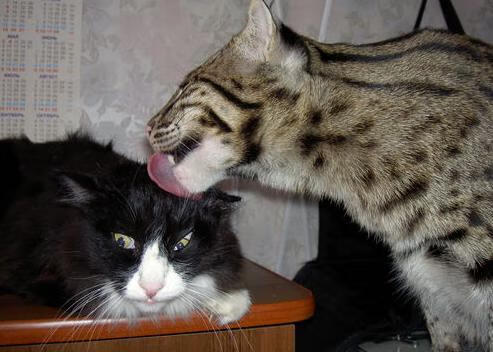 圣马梅斯之巅，德里赫特钢铁屏障摧毁智利利刃